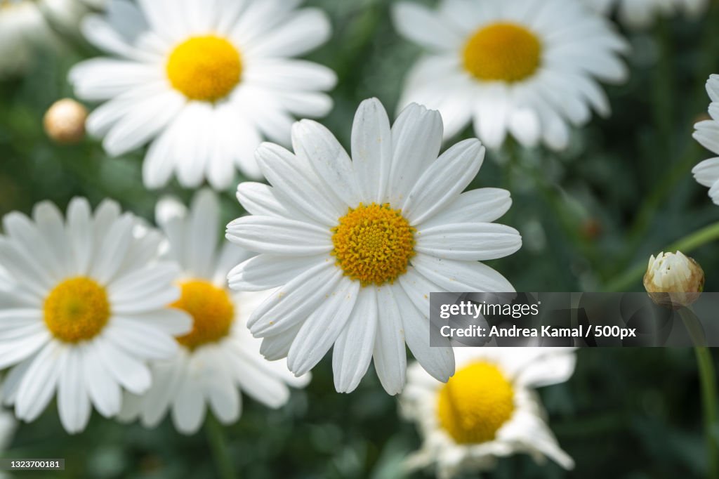 Close-up of white daisy flowers,Hamburg,Germany