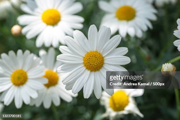 close-up of white daisy flowers,hamburg,germany - daisy imagens e fotografias de stock