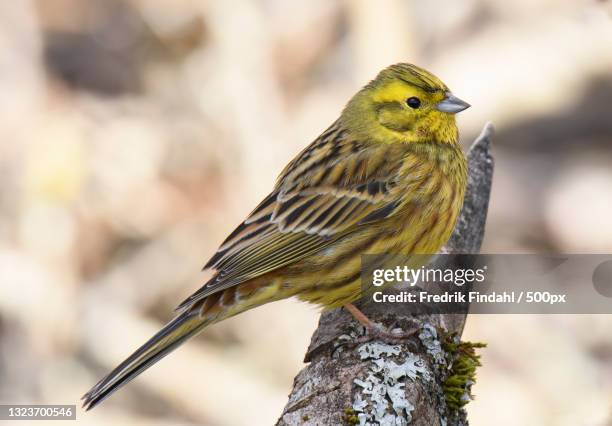 Yellow Hun Yellowhammer Bird Photos and Premium High Res Pictures - Getty Images