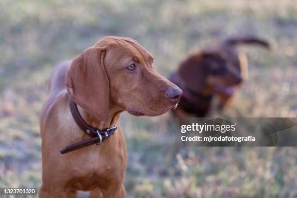 two puppies in the park. one is a vizsla and the other a dachshund - animal sport stock pictures, royalty-free photos & images