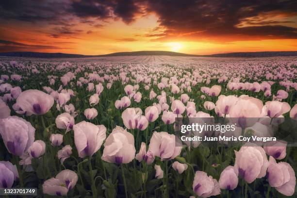 a golden field of opium poppy (papaver somniferum) flowers at sunset - pozo cañada (albacete,spain) - opium stock pictures, royalty-free photos & images