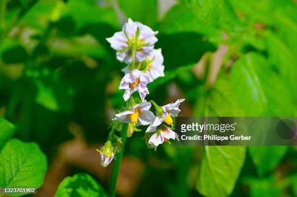 close-up of potato plant flower - american potato farm stockfoto's en -beelden