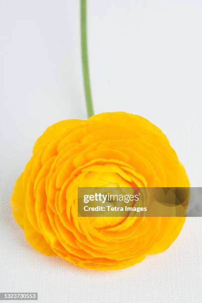 studio shot of yellow ranunculus flower - ranúnculo - fotografias e filmes do acervo