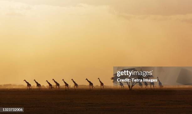 africa, kenya, giraffes walking in savannah at sunset in amboseli national park - savannah animals silhouette stock pictures, royalty-free photos & images