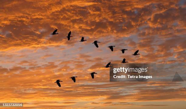 egyptian goose (alopochen aegyptiaca) flying in v-formation against clouds at sunset - vogelschwarm formation stock-fotos und bilder