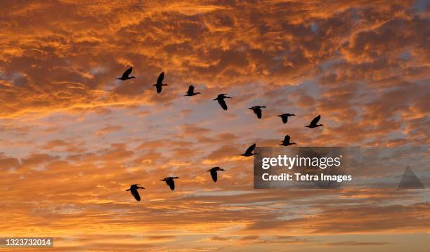 egyptian goose (alopochen aegyptiaca) flying in v-formation against clouds at sunset - birds flying - fotografias e filmes do acervo