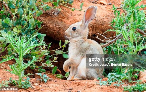 small white rabbit next to its burrow with its paw raised in the fiel. - rabbit burrow bildbanksfoton och bilder