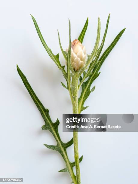close up of small wild plant with an artichoke-shaped flower on a white background. - artischocke stock-fotos und bilder
