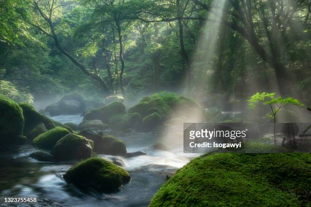 morning sunbeams onto shojinzawa stream - bron stockfoto's en -beelden