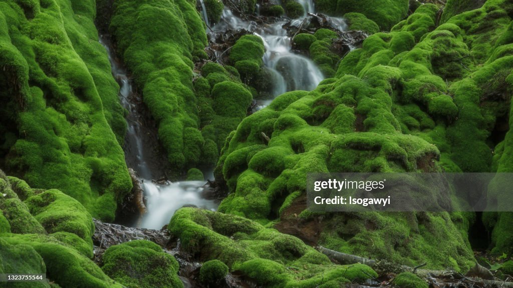 Mossy Rocks In Deep Mountain