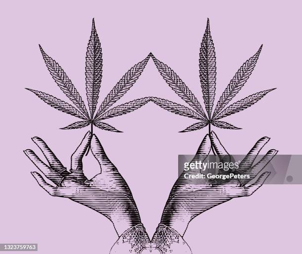 symmetrical vector of a hand holding cannabis leaf - marijuana leaf stock illustrations