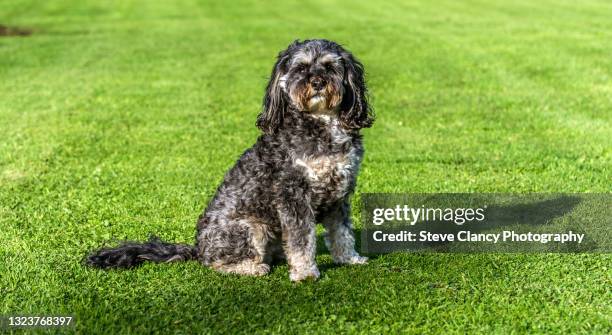 cavapoo - cavapoo stock pictures, royalty-free photos & images