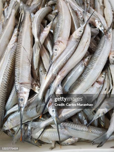 peixe a venda - aguja imperial fotografías e imágenes de stock