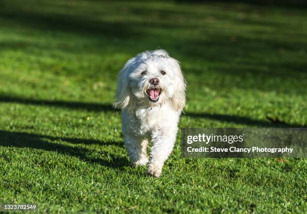 a happy bichon frise - bichon frise fotografías e imágenes de stock