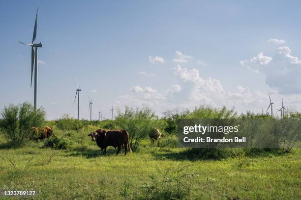 Wind turbines are shown on June 15, 2021 in Papalote, Texas. The Electric Reliability Council of Texas , which controls approximately 90 percent of...