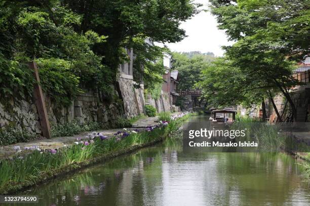 tranquil summer scene on hachiman- bori canal, lovely iris flowers blooming along both sides of the canal - near lake biwa, omihachiman city, shiga prefecture, japan - préfecture de shiga photos et images de collection
