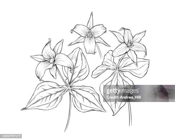 trillium flowers and leaves ink vector illustration - trillium stock illustrations