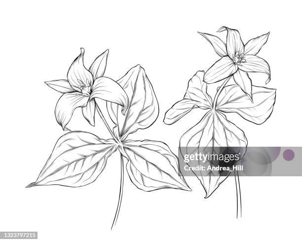 trillium flowers and leaves ink vector illustration - trillium stock illustrations