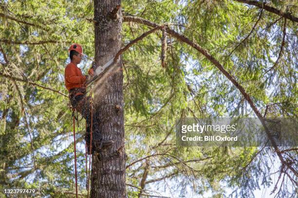 arborist, lumberjack cutting branches on tree - beskära bildbanksfoton och bilder