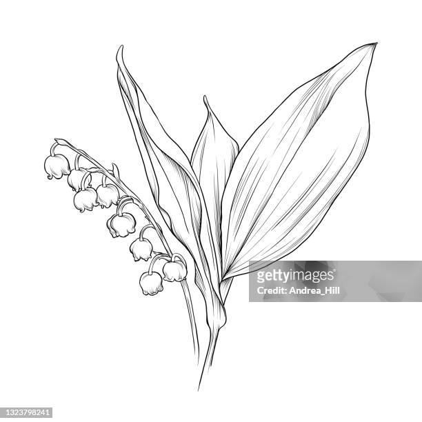 lily of the valley flower ink vector illustration - lily of the valley stock illustrations