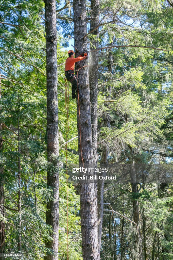 Arborist cutting branches on tree