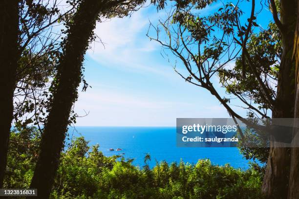 the sea through eucalyptus trees - lastres stock pictures, royalty-free photos & images