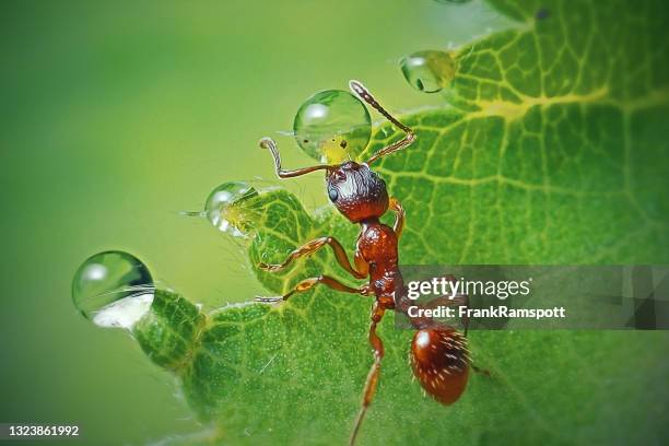 myrmica rubra formicidae insecto hormiga roja común - insect fotografías e imágenes de stock