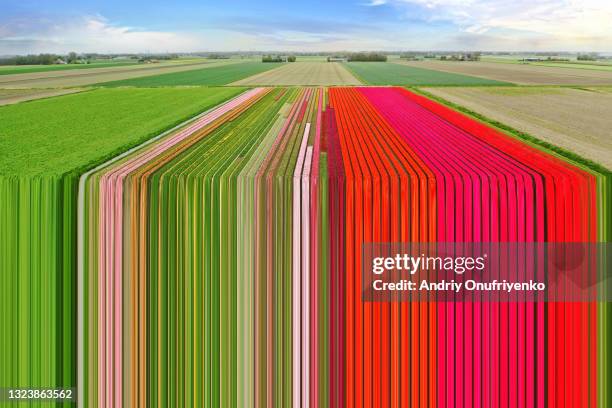 colourful field - dynamic lines stock pictures, royalty-free photos & images