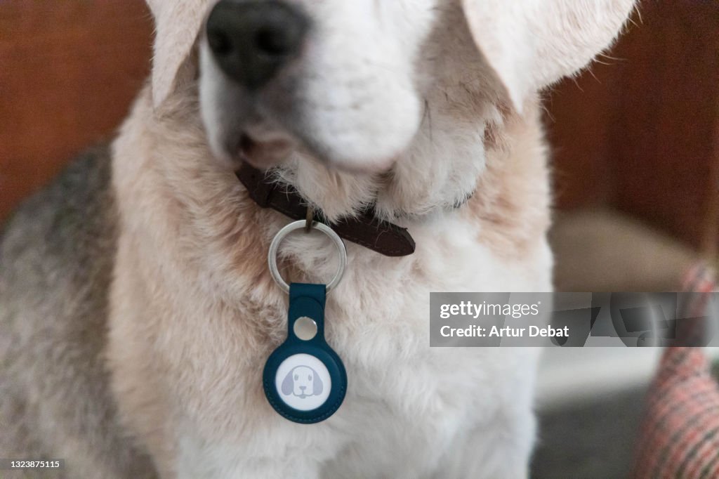 Senior dog with airtag tracker with dog emoticon attached to the collar for security.