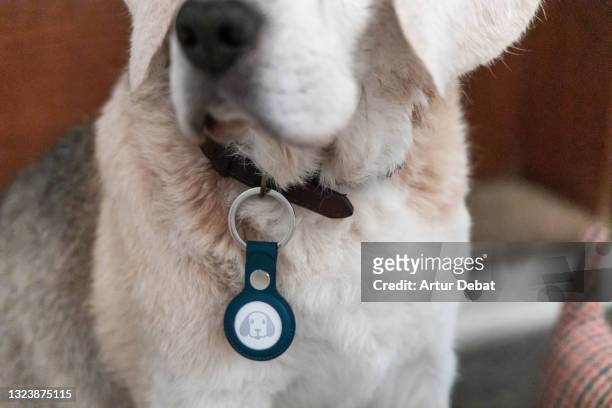 senior dog with airtag tracker with dog emoticon attached to the collar for security. - collar stock-fotos und bilder