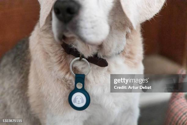 senior dog with airtag tracker with dog emoticon attached to the collar for security. - bluetooth photos et images de collection