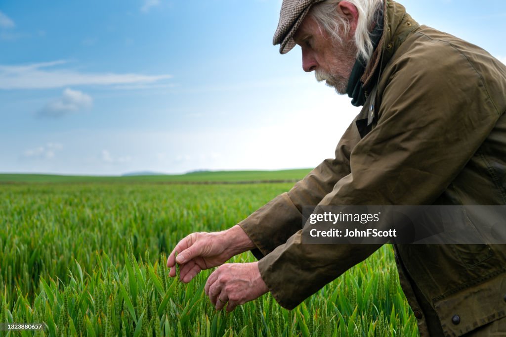 Senior man looking at the growth of a cereal crop