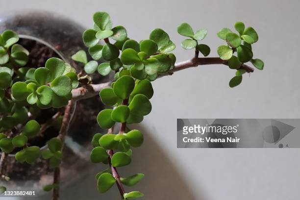 jade plant in a round glass vase against white background/copy space - jade foto e immagini stock