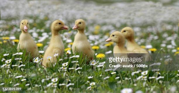 close-up of ducklings on field,gyula,hungary - duckling foto e immagini stock