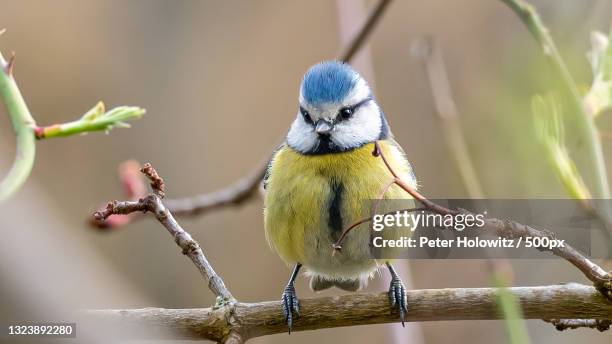 close-up of songbluetit perching on branch,blaubeuren,germany - songbird stock-fotos und bilder