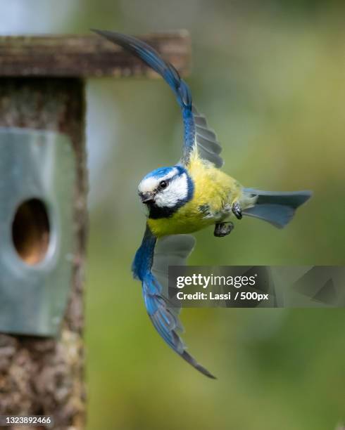 close-up of bluetit perching on feeder,suomi,finland - tits stock pictures, royalty-free photos & images