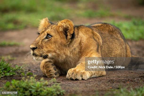 female lion,narok,masai mara,kenya - cub photos et images de collection