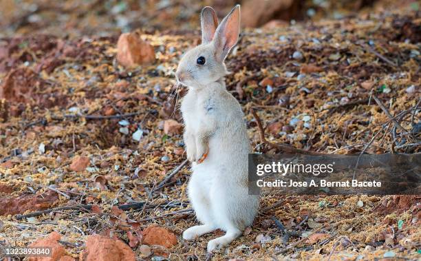young white rabbit on two legs, licking its feet in the field, (species oryctolagus cuniculus). - white rabbit ストックフォトと画像