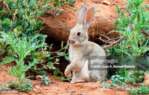 small white rabbit next to its burrow with its paw raised in the fiel. - rabbit burrow stock pictures, royalty-free photos & images