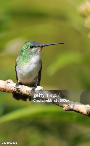 close-up of hummingtropical bird perching on branch,colombia - wildlife colombia stock-fotos und bilder