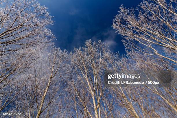 low angle view of bare trees against sky - botánica stock pictures, royalty-free photos & images