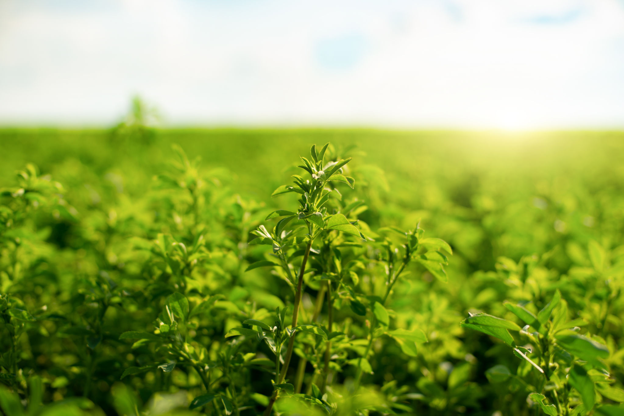 organic herbs field