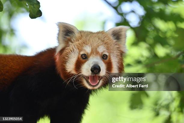 roter pandabär - curral recinto cercado - fotografias e filmes do acervo