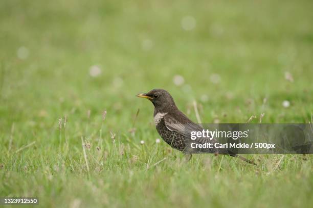 close-up of blacksongthrush perching on grass,united kingdom,uk - turdus torquatus stock pictures, royalty-free photos & images