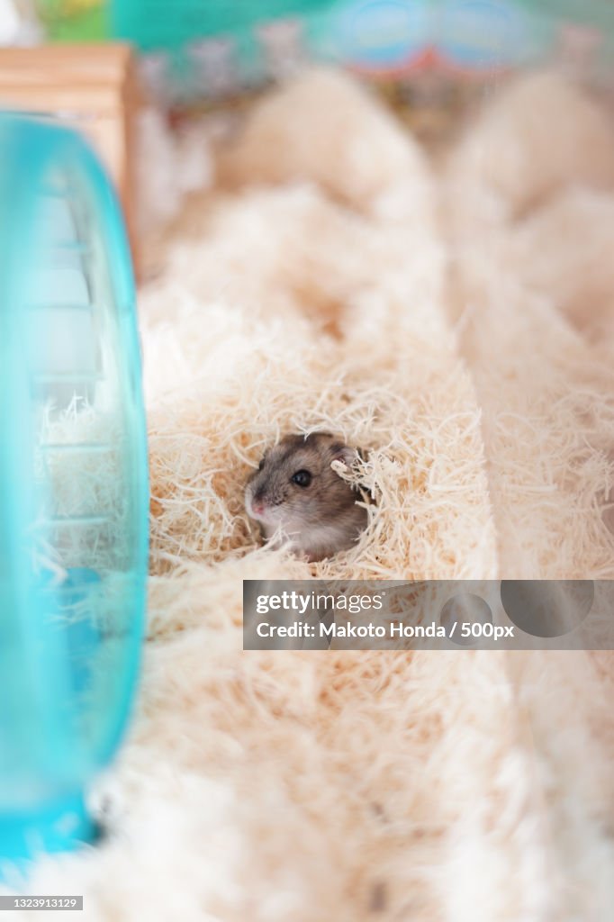Close-up of hamster in container