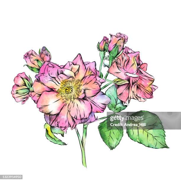 bildbanksillustrationer, clip art samt tecknat material och ikoner med wild rose ink and watercolor illustration. vector eps10 illustration - wild rose