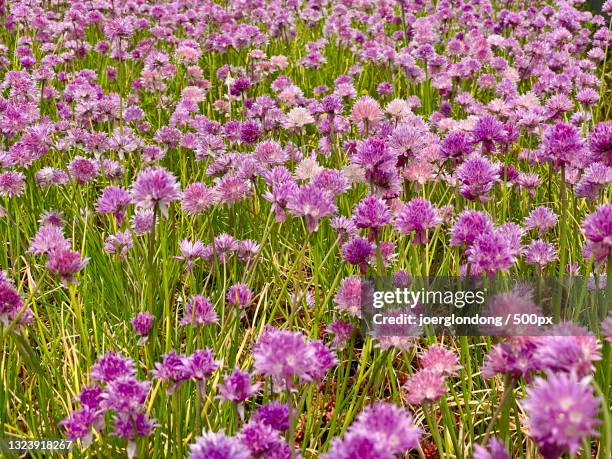 high angle view of purple flowering plants on field - schnittlauch stock pictures, royalty-free photos & images