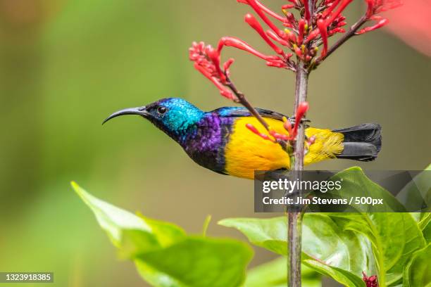 close-up of sunsongbird perching on plant,arusha,tanzania - アルーシャ地区 ストックフォトと画像