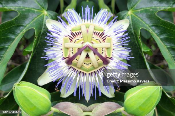 passion flower - passion fruit flower images stock pictures, royalty-free photos & images