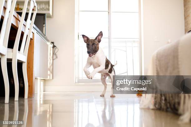 happy puppy running through living room - dog running stock pictures, royalty-free photos & images